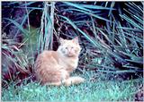 Cat in a Park - Cat inaPark.jpg