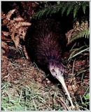 Brown Kiwi 1/4 jpg