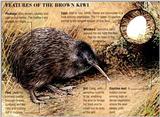 Brown Kiwi 2/4 jpg