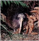 Brown Kiwi 3/4 jpg