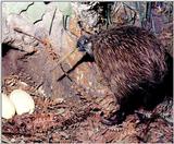 Brown Kiwi 4/4 jpg