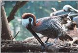 Injured Brown Pelican working on a nest 1