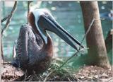 Injured Brown Pelican working on a nest 3