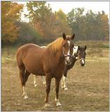 Horse 2