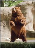 The Hagenbeck Zoo brown bears, as promised - Big Bear, presenting his/her full size
