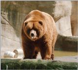 Hagenbeck Zoo brown bear with fish... or is it the other way round?
