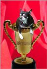 Winning Chihuahua