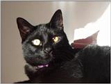 Re: REQ.  Dog and cat photos(cats this time)