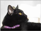 Re: Breed identity - puss1.jpg (1/1) - puss3.jpg (1/1)