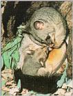 Brush-tailed possum (J01) (주머니여우)