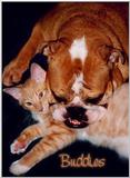Buddies