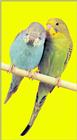 Budgerigars (1/1)