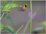 Hummingbird Photo (Nice) - humbird1.jpg [0/1]