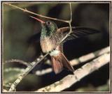 Hummingbird - Buff-bellied