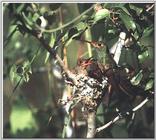 Hummingbird - Buff-bellied Hummingbird 10