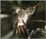 Hummingbird - Buff-bellied Hummingbird 11