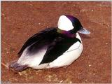 (A few Birds (see filename for species) [3/3] - Bufflehead (Bucephala albeola)001.jpg (1/1)