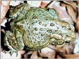 Bufo - ktatlow@xta.com.jpg