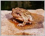 American Toad