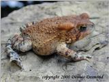 American Toad- Red Phase