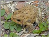 Southern Toad 2/3