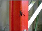 Bug2