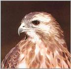 Buizerd