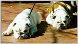 Bulldogs - bull01.jpg