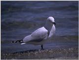 Re: Looking for bird pix! - bullers gull.jpg