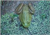 Bullfrog