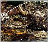 more frogs 2/2