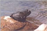another frog