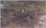 young frogs 2/3