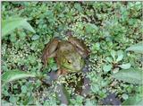 A couple more Bullfrog pics 1