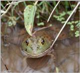 A couple more Bullfrog pics 2