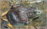 Re: Bull Frog #2