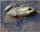 Bullfrog