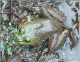 Bullfrog 1