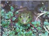 Bullfrog 3