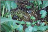 Bullfrog 4