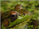 Frog Face