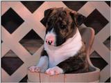 bullterrierpup.
