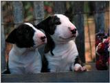 bullterrierpup3