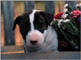 bullterrierpup4