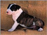 bullterrierpup5
