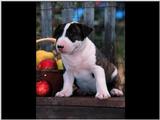 bullterrierpup7