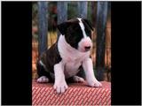 bullterrierpup8