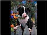 bullterrierpup9