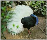 Bulwer's Wattled Pheasant -- Bulwer's pheasant (Lophura bulweri)