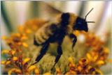 A close-up of the bee's vertical takeoff2.jpg (1/1)